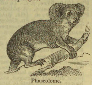 An engraved illustration of a wombat standing on a branch.