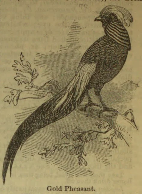 An engraved gold pheasant with a long tail perched on a branch.