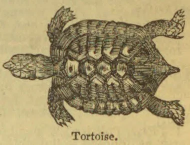 An engraving of a tortoise with its head extended and four legs visible.