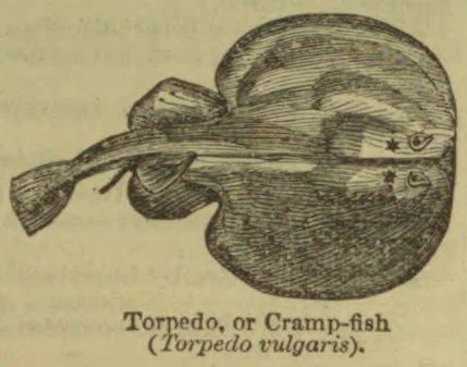 An illustration of a torpedo ray, shown from above with its broad disc-shaped body and long tail.