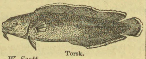 An engraved illustration of a torsk fish.