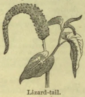 A botanical illustration of a lizard-tail plant with long, drooping flower spikes and broad leaves.