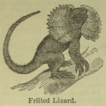 An engraved illustration of a frilled lizard standing on a branch with its neck frill spread.