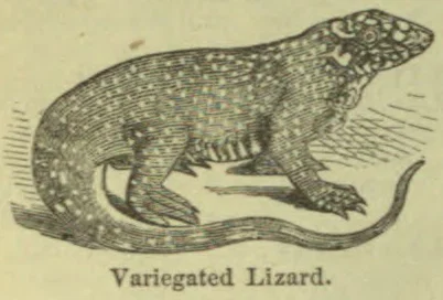 An illustration of a variegated lizard with a long tail.