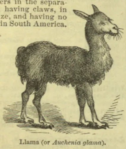 An engraving of a llama standing in profile.