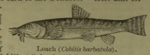 An illustration of a loach, shown in profile.