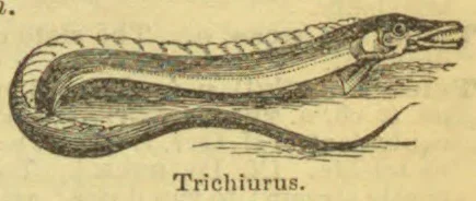 An elongated, ribbon-shaped fish with a long pointed tail and prominent jaws.