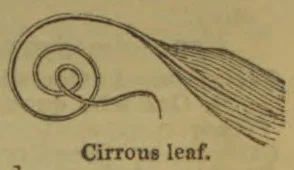 A line drawing of a cirrous leaf with a curled tendril and a long, veined blade.