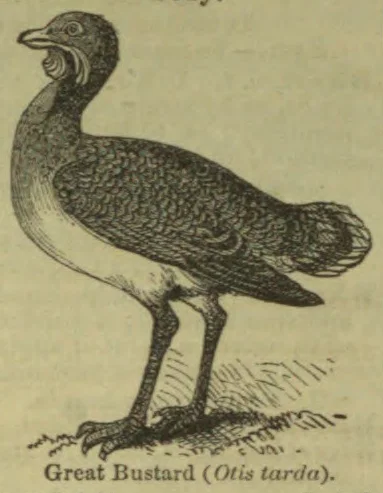 An engraved illustration of a great bustard standing on the ground.