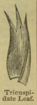 A botanical illustration of a long, narrow leaf divided into three pointed lobes.