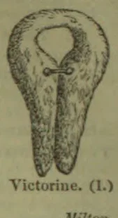 A drawing of a two-rooted tooth in longitudinal section.