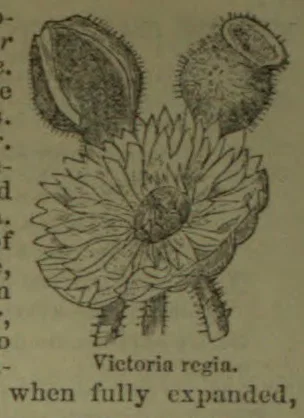 A botanical illustration of the Victoria regia water lily, showing its large leaves and flower.