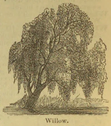 An engraved illustration of a large willow tree growing beside water.