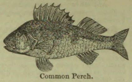 An engraved illustration of a common perch, shown in profile.