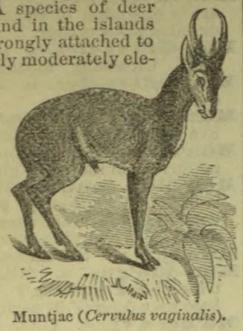 An engraving of a muntjac deer standing among plants.