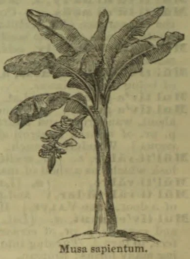 An illustration of a banana plant with a hanging bunch of fruit.