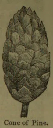 An engraved illustration of a pine cone attached to a short stem.