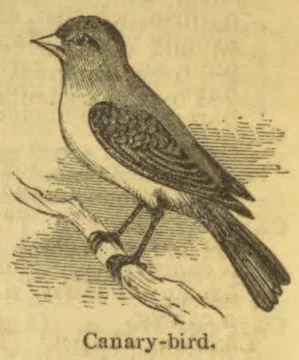 An engraved canary bird perched on a branch.