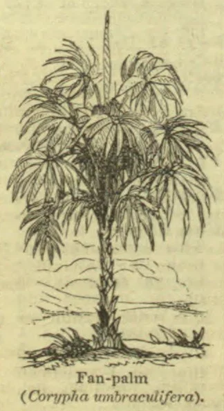 A fan palm with a tall, spiny trunk and large, spreading fan-shaped leaves.