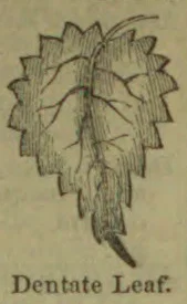 A drawing of a leaf with sharply toothed edges.