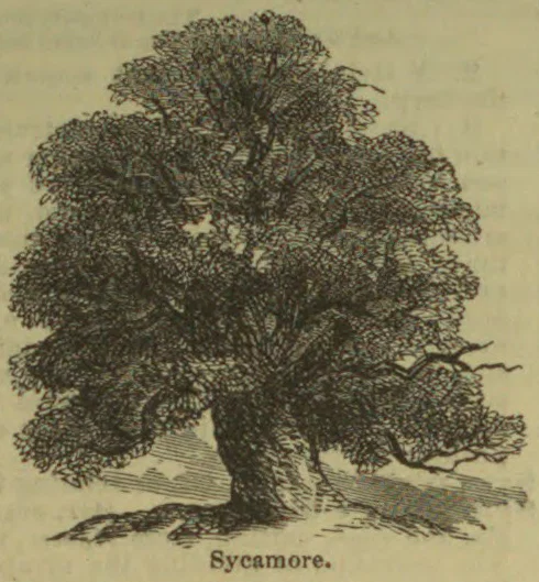 An engraved illustration of a large, spreading sycamore tree.