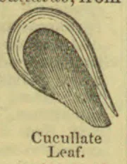 A drawing of a cucullate leaf, broad and rounded at one end and tapering to a point.