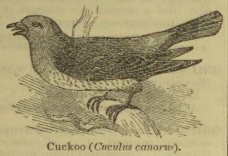 An engraving of a cuckoo perched on a branch.