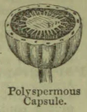 A cutaway drawing of a polyspermous capsule, showing numerous seeds arranged inside.