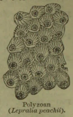 An illustration of a clustered colony of small, circular, radiating-patterned polyzoans.