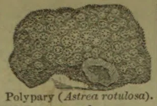 An illustration of a broad, rounded coral colony with a smaller section shown in cross-section.