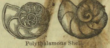 Two views of a polythalamous shell, showing its coiled form and internal chambers.