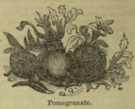 An engraving of several pomegranates with leaves, flowers, and stems.