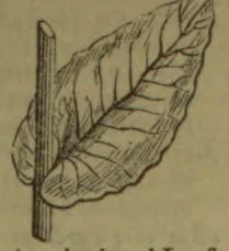 A botanical drawing of a broad, veined leaf attached to a vertical stem.