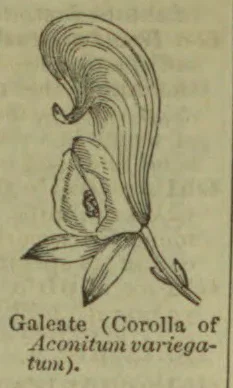A botanical illustration of the galeate corolla of an Aconitum variegatum flower.