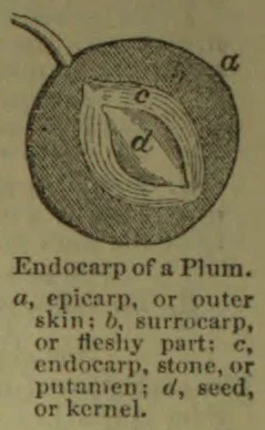 A cross-section of a plum shows its outer skin, fleshy part, endocarp, and seed.