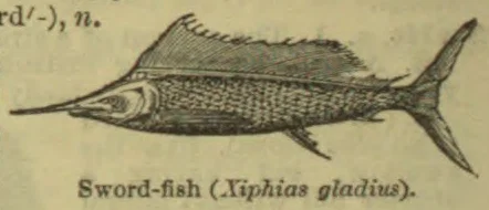 An engraved illustration of a swordfish with a long pointed bill and tall dorsal fin.