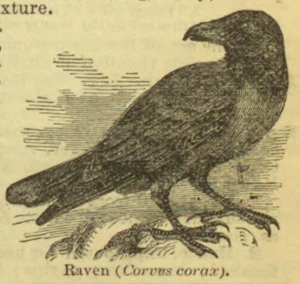 An engraved raven stands in profile on a rocky surface, facing right.