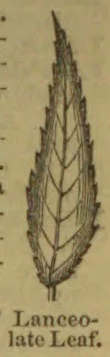 A drawing of a long, narrow lance-shaped leaf with serrated edges and branching veins.