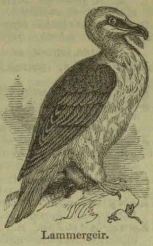 An engraved illustration of a lammergeier perched on a rocky ledge.