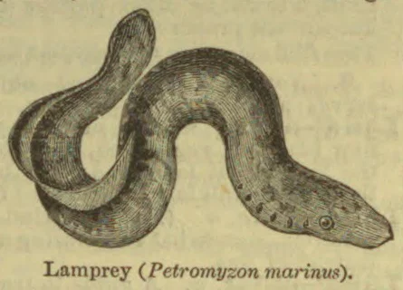 An engraved illustration of a lamprey with its long, winding body and circular mouth visible.