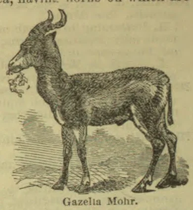 An engraved gazelle with long curved horns stands in profile.