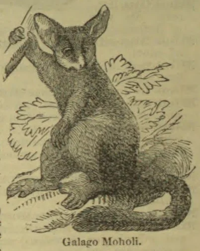 An illustration of a galago seated upright, holding a branch, with its long tail curled along the ground.