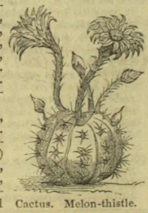 An illustrated cactus with a rounded, spiny body and several leafy stems ending in flowers.