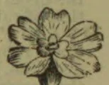 A hand-drawn flower with broad, veined petals and a clustered center.