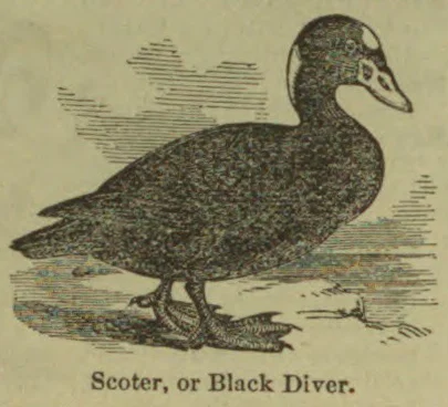 An engraved illustration of a scoter standing in shallow water.