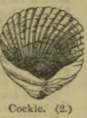 A drawing of an open cockle shell.