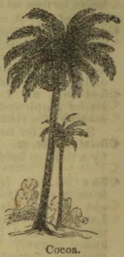 An illustration of a cocoa tree with a tall trunk, broad palm-like crown, and smaller growth at its base.