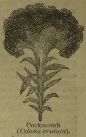 A botanical illustration of a cockscomb plant with a large, ruffled flower head and pointed leaves.