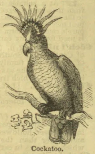 An engraved cockatoo with a raised crest perches on a branch.