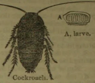 An illustration of a cockroach with an inset showing its larva.
